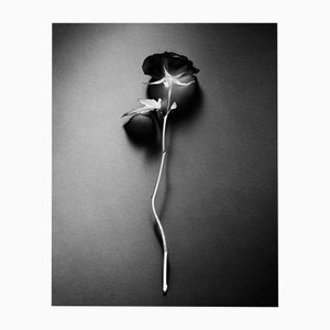 Ugne Pouwell, Black Rose, 2023, Photography