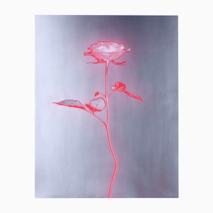 Ugne Pouwell, Rose Glow, 2023, Fotografía