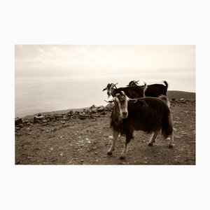 Ugne Pouwell, Cretan Goats, 2022, Photography