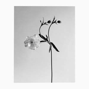 Ugne Pouwell, Ranunculus Butterfly No.2, 2023, Photography