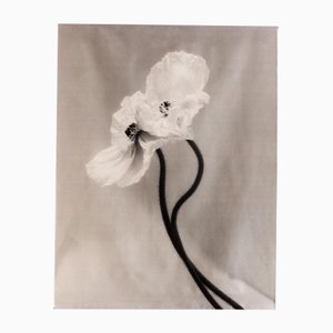 Ugne Pouwell, Coupled Poppies, 2023, Photography