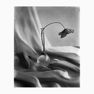 Ugne Pouwell, Poppy on Silk Waves, 2024, Fotografía
