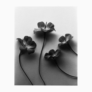 Ugne Pouwell, Four Ocean Pearls, 2024, Photography