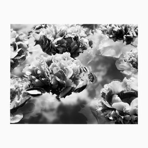 Ugne Pouwell, Summer Solstice No.2, 2024, Photographie
