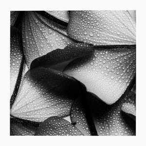 Ugne Pouwell, Petal Wings, 2024, Photography