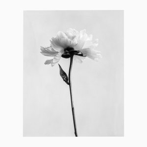 Ugne Pouwell, Peony No.5, 2024, Photographie