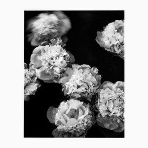 Ugne Pouwell, Peonies Afloat, 2024, Photographie