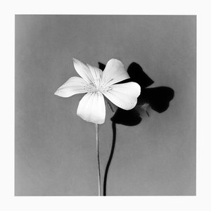 Ugne Pouwell, White Bloom, 2024, Fotografía