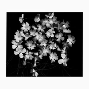 Ugne Pouwell, Bloom Cluster, 2024, Photographie