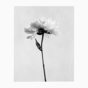 Ugne Pouwell, Peony No.5, 2024, Photographie
