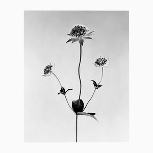 Ugne Pouwell, Astrantia, 2022, Photography