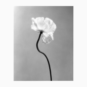Ugne Pouwell, Poppy No.3, 2023, Photographie