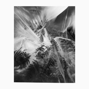 Ugne Pouwell, Fern, 2024, Photography