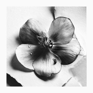 Ugne Pouwell, Black Hellebore No.4, 2024, Photographie