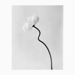 Ugne Pouwell, Poppy Bloom, 2024, Photography