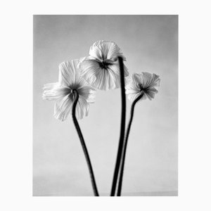 Ugne Pouwell, Three Poppies, 2024, Photography