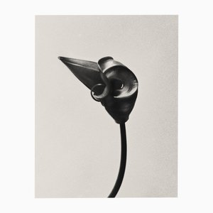 Ugne Pouwell, Gloriosa Bud, 2024, Photographie