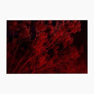Ugne Pouwell, Red Night, 2023, Photography