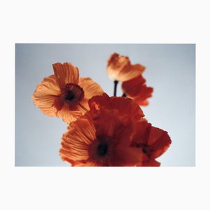 Ugne Pouwell, Orange Poppies, 2024, Fotografía