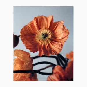 Ugne Pouwell, Orange Poppies No.2, 2024, Fotografie