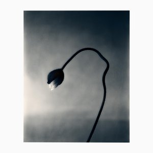 Ugne Pouwell, Poppy Bud, 2024, Photographie
