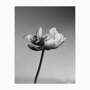Ugne Pouwell, Tulip, 2024, Photographie