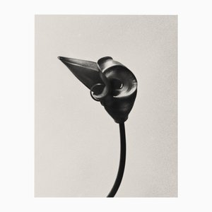 Ugne Pouwell, Gloriosa Bud, 2024, Fotografía