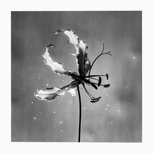 Ugne Pouwell, Gloriosa, 2024, Photography