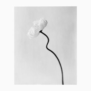 Ugne Pouwell, Poppy Bloom, 2024, Photographie