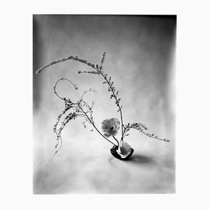 Ugne Pouwell, Ikebana, 2024, Photographie