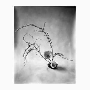 Ugne Pouwell, Ikebana, 2024, Photography