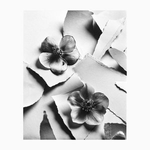 Black Hellebore n. 2 - Fotografia floreale analogica in bianco e nero 2024