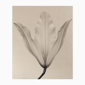 Lily no.3 - Photographie Florale Analogique sur Toile de Coton, Édition Limitée de 5 2024