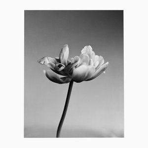 Tulip - Analogue Black and White Floral Photography 2024