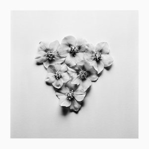 Black Hellebore no.3 - Photographie florale en noir et blanc, Édition limitée 10 2024