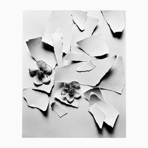 Black Hellebore - Black and White Floral Photography, Limited Edition of 10 2024