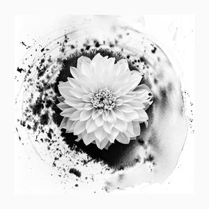 Dahlia on Ink - Photographie florale en composition avec abstraction à l'encre 2023