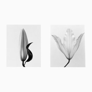 Duo : Lily no.2 & Lily no.3, Photographie florale en noir et blanc en édition limitée 2023