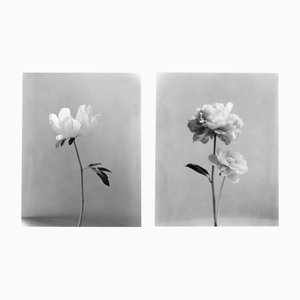 Peony and Peony no.2 Black and White Floral Photography 8x10 2023
