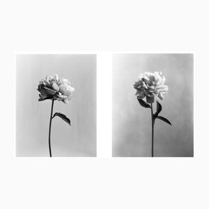 Poeny no.3 and Poeny no.4 Floral Photography 8x10 2023