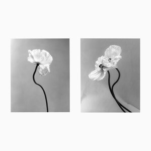 Amapolas y amapolas acopladas no 3 Fotografía floral 8 x 10 2023