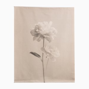 Pergamino de lienzo de algodón Peony n. ° 2, Fotografía floral, Edición limitada 3 de 5 2023