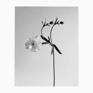 Ranunculus Butterfly no.2 - Fotografia floreale analogica in bianco e nero 2023