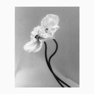 Coupled Poppies - Photographie florale analogique en noir et blanc, Ltd. 15 2023