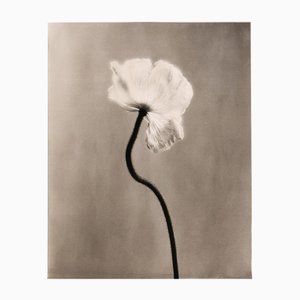 Poppy no.3 - Rouleau de toile de coton biologique sur bambou, édition limitée 2 sur 5 2023