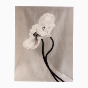 Coupled Poppies - Rouleau de toile de coton biologique sur bambou, édition limitée 2 sur 5 2023