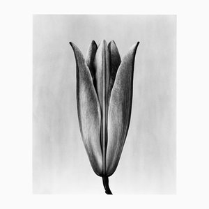 Lily 23 Édition de Photographie Florale Analogique Noir et Blanc de 20 2023