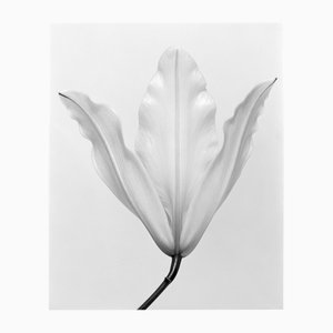 Lily no.3 Black and White Analogue Floral Photography Edition of 10 2023