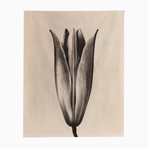 Lily 23 - Rouleau de Toile de Coton Bio sur Bambou, Édition Limitée 5 2023