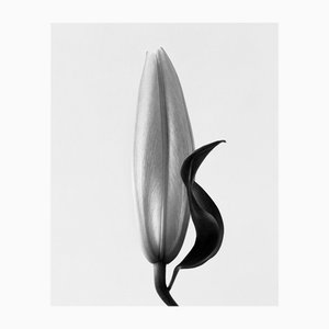 Lily no.2 Schwarz-Weiß-Analoge Blumenfotografie Edition von 15 2023